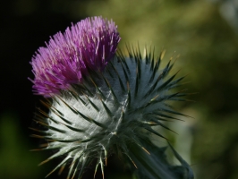 Onopordum acanthemum - Abriachan Nurseries